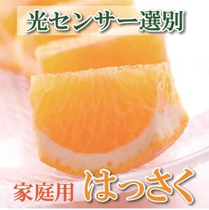 ＜4月より発送＞ 家庭用 樹上完熟 はっさく5kg+150g（傷み補償分） 八朔 訳あり わけあり さつき 木成 ［IKE35］