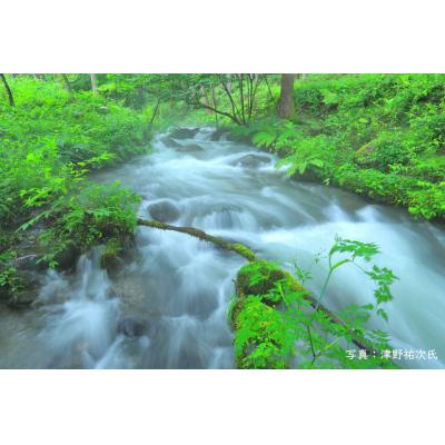 ふるさと納税 宮田村 宮田村産こだわりのヤマメ12匹セット(息吹館) |  | 02