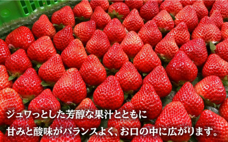 『自然環境農法』で育てた福岡県産あまおう 約285g×2パック＜ながえや＞ 那珂川市 いちごあまおう 人気あまおう あまおう いちご 苺 九州産あまおう 九州産いちご 福岡産あまおう 博多あまおう 福