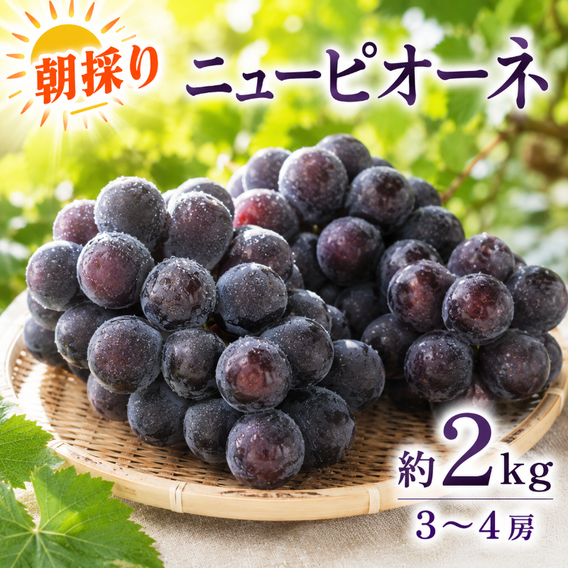 ぶどう ニューピオーネ 約2kg 3～4房 高梁市産 2027年 先行予約 贈答用 化粧箱 大粒 葡萄 ブドウ うめづぶどう園