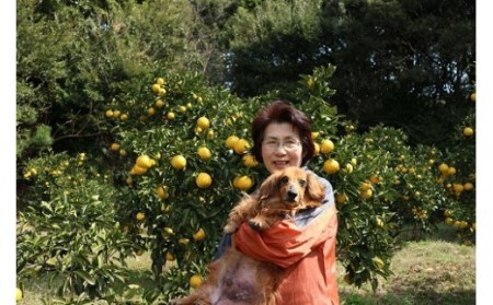 井村農園の小夏（10kg）日向夏 みかん 柑橘 フルーツ こなつ ﾆｭｰｻﾏｰｵﾚﾝｼﾞ 先行予約【R00548】