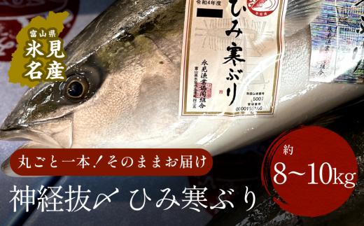 【先行予約】ひみ寒ぶり朝どれ1本（神経抜〆8～10kg）【半七】※配送地域限定　｜ 富山湾 氷見 氷見漁港 能登 寒ブリ １本 天然鰤 天然 鮮魚 ブリ 産地直送 期間限定