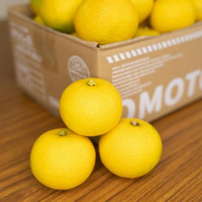ふるさと納税 宇佐市 おもとの丘の完熟かぼす 4kg【111300401】【株式会社未来農林】 |  | 01