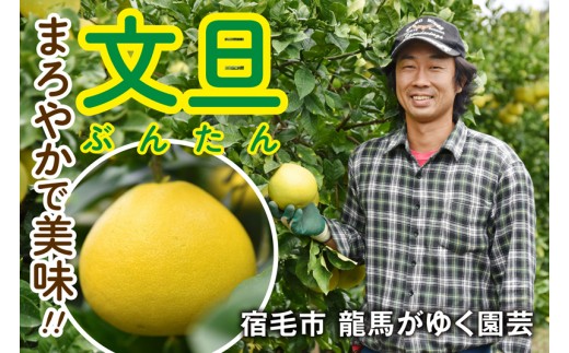 龍馬がゆく園芸の土佐文旦5kg 【家庭用A】