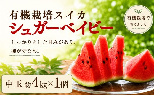 スイカ/すいか 有機栽培スイカ シュガーベイビー(スイカ) 中玉 約4kg x 1個 | スイカ 豊高スイカ すいか スイカシュガーベイビー しゅがーべいびーすいか 西瓜 おすすめスイカ 大分県産 豊後高田市