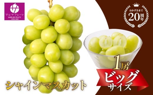 【2026年発送★先行予約】シャインマスカット ビッグサイズ１房　山梨県笛吹市一宮産 朝採り 産地直送 088-041-26y　| シャインマスカット 発送 マルサ マルサフルーツ 笛吹市 山梨県 フルーツ 果物 ぶどう 葡萄 シャインマスカット おすすめ  贈答 山梨 山梨県笛吹市 産地 期間限定 笛吹市 笛吹 国産 ぶどう 人気 新鮮 種なし 高級 くだもの 完熟 ブドウ |