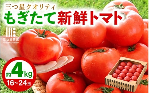 【先行予約】 新鮮トマト 1ケース 約4㎏ (16～24玉入) ～三つ星クオリティ☆坂井の大自然が育てた、もぎたて新鮮トマト～ 【2026年5月上旬以降順次発送予定】 【とまと トマト 野菜 生野菜 新鮮 リコピン ビタミン ダイエット 美容 美肌 産地直送 国産】 [A-2606]