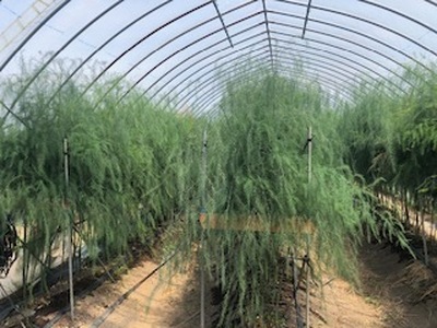 60-A 極太アスパラガス2～3Lサイズ1kg（約20本）※2026年4月下旬～5月下旬頃に順次発送予定