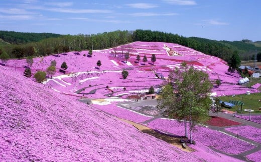 【北海道大空町】旅行割引クーポン券30,000円分 【 ふるさと納税 人気 おすすめ ランキング 旅行 割引 クーポン 宿泊 航空券 観光 温泉 資料館 公園 北海道 大空町 送料無料 】 OST003