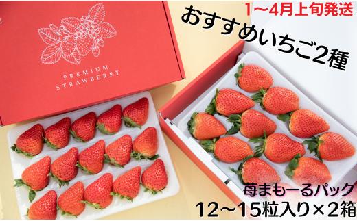 
            【1～4月上旬発送】いちご 苺 イチゴ 苺まも～るパック おすすめ2種セット / ラブソング ひな苺 キングベリー から旬のイチゴをお届け フルーツ 季節限定 おすすめ セット 甘い ジューシー 安全安心 2種類 2箱 送料無料 ギフト 茨城県 鉾田市 深作農園
          