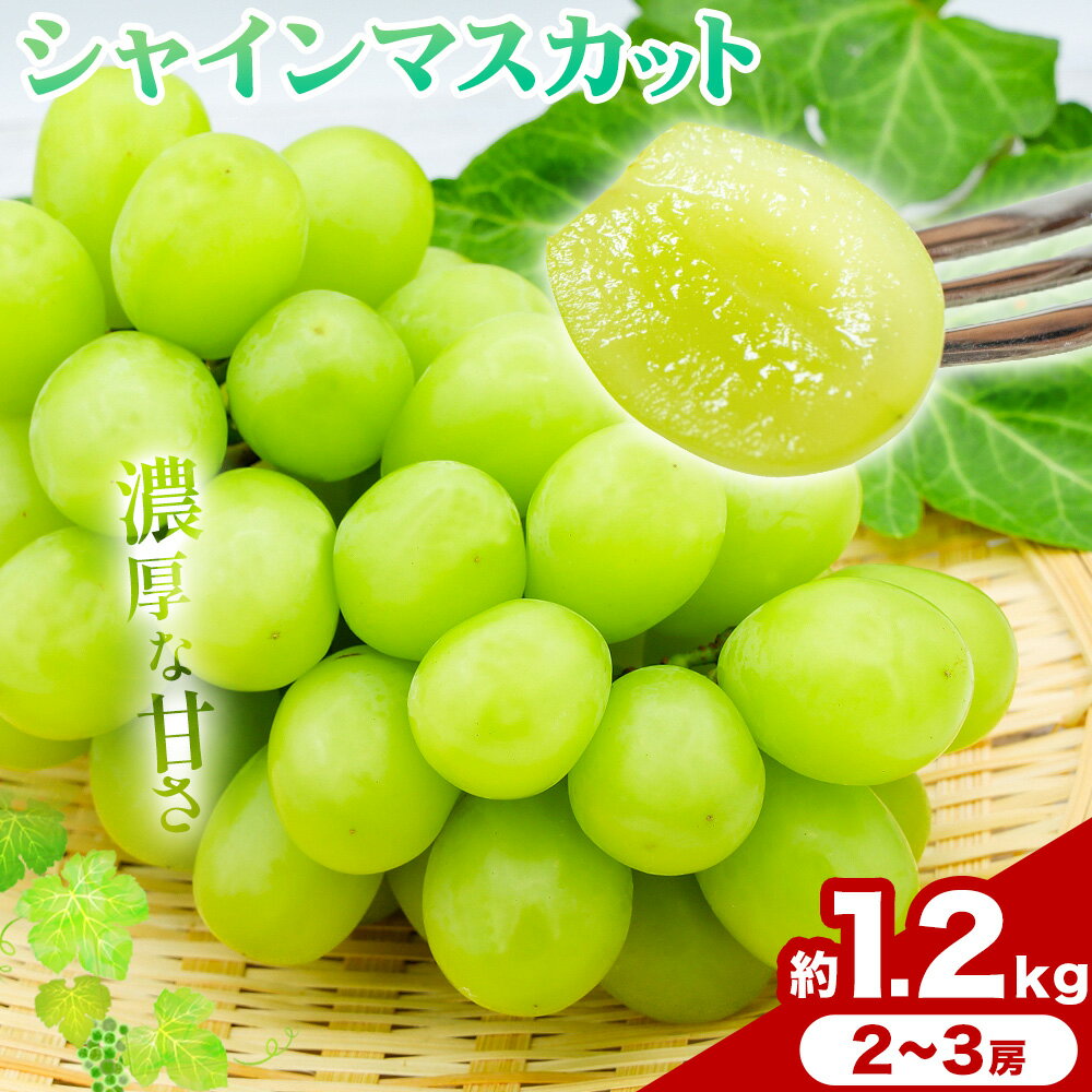 【ふるさと納税】ご家庭用 岡山県産 シャインマスカット 1.2kg 2房 3房 晴れの国おかやま館 《9月上旬-10月下旬頃出荷》岡山県 矢掛町 葡萄 マスカット 果物 スイーツ フルーツ デザート【配送不可地域あり】（離島）