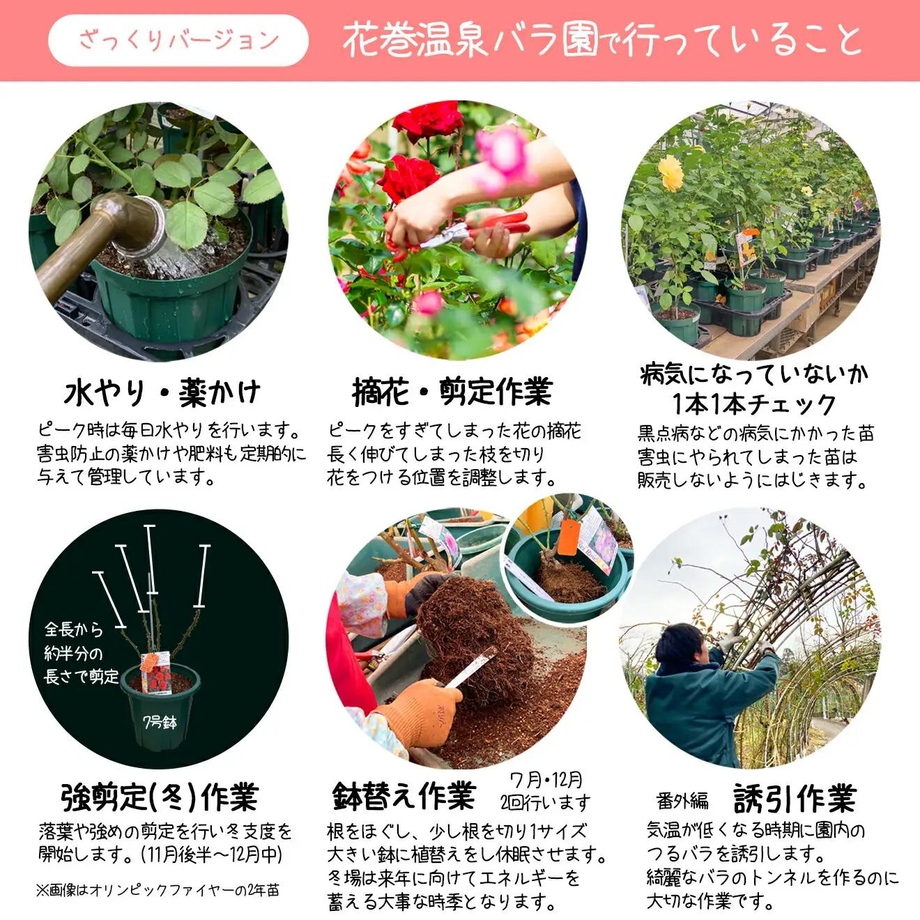 ＜色で選べる♪＞花巻温泉バラ園で育った「バラ中苗」5号サイズ -ピンク-【1857】-<2026年3月より発送>