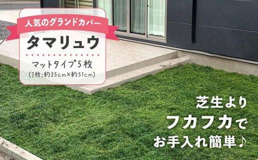 
タマリュウ （玉竜） マットタイプ（5枚セット）【生産者直送】グランドカバー
