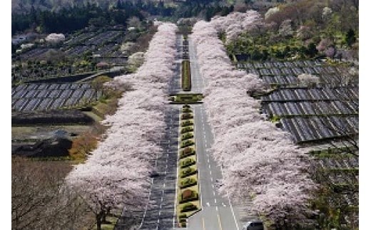 
                  冨士霊園施設利用券（20枚） | 霊園 利用券 静岡県 小山町
                