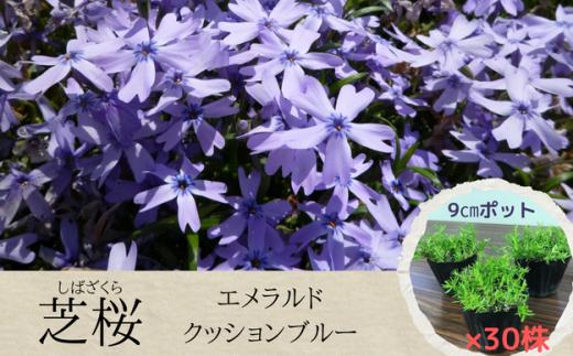 芝桜 3号ポット × 30株 入り［ エメラルドクッションブルー ］花苗 グランドカバー シバザクラ おおえどポカポカファーム