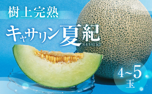 【先行予約】渥美半島産　青木さんちのキャサリン夏紀 樹上完熟 4玉～5玉 約5kg メロン キャサリン 青肉メロン 完熟 フルーツ 果物 デザート 農家直送 送料無料 熟成