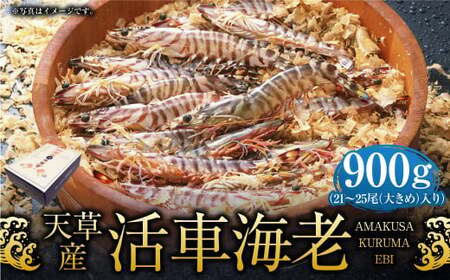 【配送指定日必須】天草産活車海老 900g 大（2L） 21～25尾 活き車海老 車海老 車エビ 活き海老 活きエビ えび 海老 エビ 新鮮 魚介 【発送期間2026年11月6日～2027年3月31日】