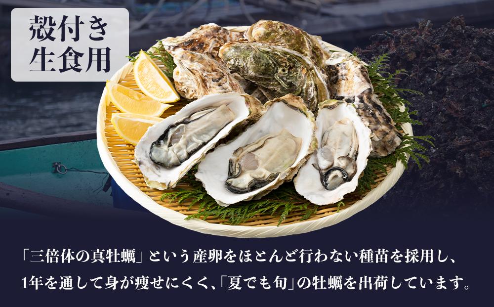 小豆島 天領真牡蠣 (殻付き生食用) 50個セット