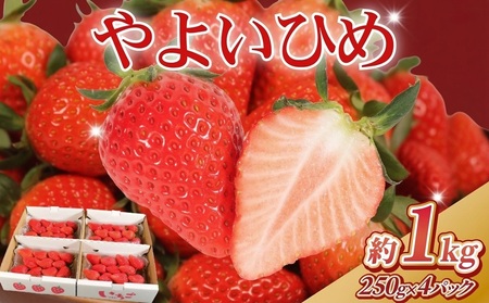 いちご やよいひめ 計1kg 【いちご】