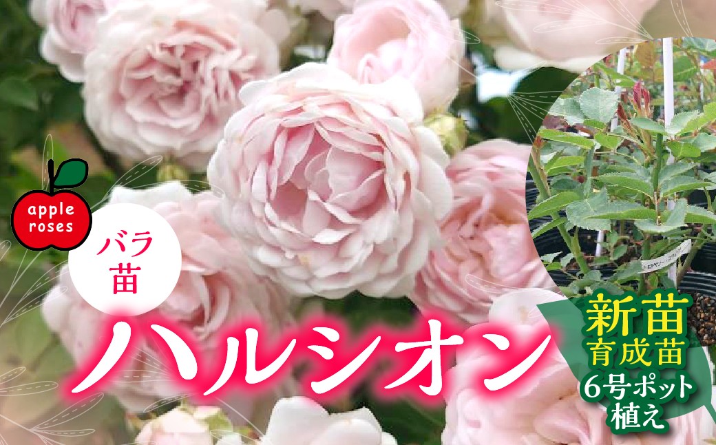 
                  【Apple Roses】バラ苗『ハルシオン』新苗育成苗6号ポット植え 【 ふるさと納税 埼玉県 飯能市 送料無料 薔薇 ばら 花 苗木 ガーデニング ガーデン 園芸 プレゼント ギフト 贈り物 記念日 母の日 誕生日 】 HNNH042
                