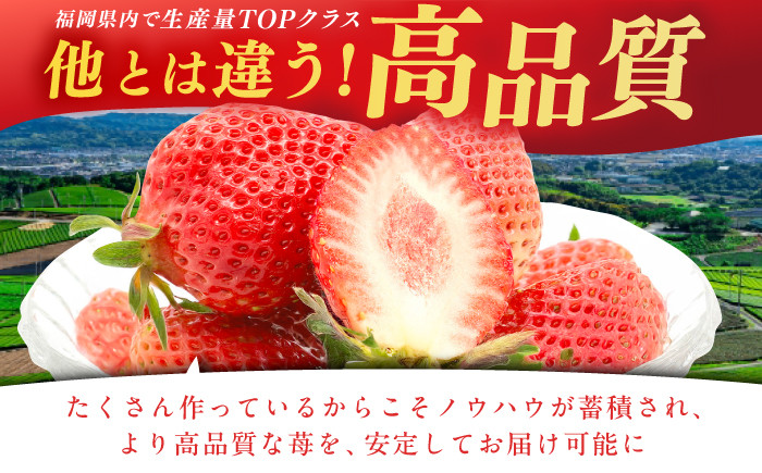 果物 あまおうDX等級。いちご イチゴ 苺