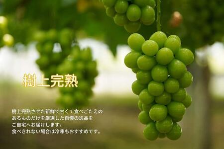訳あり シャインマスカット 2房 合計1.1kg以上 産地直送 朝採れ ぶどう 葡萄 Kawahara Green Farm 岡山県産 2024年