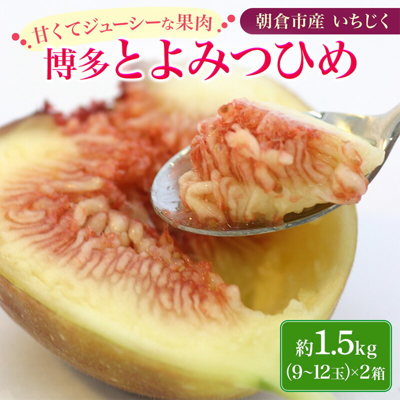 【2023年発送】いちじく「博多 とよみつひめ」（1.8kg）柔らかな食感 最高レベルの糖度 あふれる果汁 ＜筑前あさくら農協＞※配送不可：離島　【果物詰合せ フルーツ ジューシー 果実 お届け：2023年8月下旬〜9月】　お届け：2023年8月下旬〜9月下旬