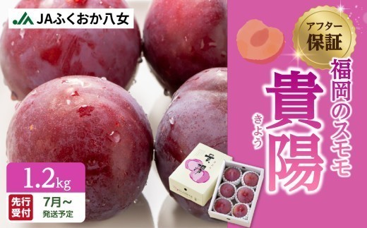 
            【先行受付】＜福岡のスモモ＞貴陽【1.2kg】【ＪＡふくおか八女】※7月上旬～発送予定
          