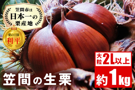 笠間の生栗 （約1kg） 低温熟成 利平 2L以上 日本一 栗生産量 茨城県 栗 くり 生栗 熟成栗 大きい 大粒 茨城 国産 国産栗 和栗 甘栗 栗ご飯 栗きんとん 栗おこわ 甘露煮 マロン 秋 旬 おやつ スイーツ きんとん 冷蔵 保存料不使用 無添加 笠間市 AH-012