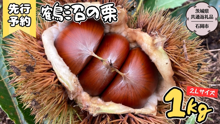 
            【2025年9月上旬発送開始】鶴沼 の 栗 1kg (茨城県共通返礼品／石岡市) 和栗 国産栗 くり 栗 生栗 オーガニック肥料 果じゅまる園 先行予約 [DQ001sa]
          