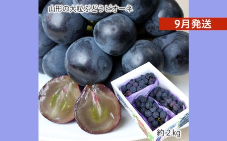 山形のぶどうピオーネ 秀品 約2kg(2～5房)[9月発送]【令和8年産先行予約】FS24-649 くだもの 果物 フルーツ 山形 山形県 山形市 2026年産