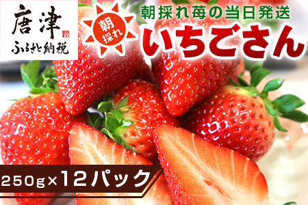 『予約受付』【令和6年1月下旬より順次発送】唐津産 いちごさん 250g×12パック(合計3kg) 濃厚いちご 苺 イチゴ 果物 フルーツ