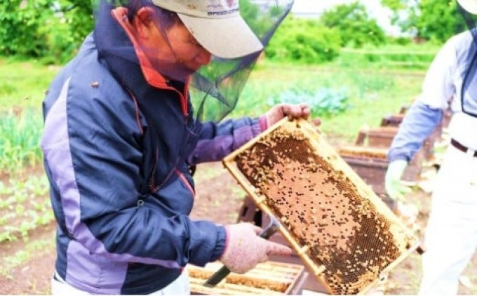 はちみつ 国産 天然 純はちみつ 1kg×3本セット やまみつ＆さくら＆れんげ ハチミツ 蜂蜜