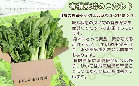 定期便 ３ヶ月 山口農園 有機野菜 おまかせセット＋カレー２箱 詰合せ 冷蔵 月１回 ／ふるさと納税 山口農園 有機野菜 伝統野菜 オーガニック ベジタリアン 定期便 カレー  野菜セット 農家直送 