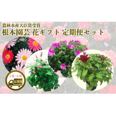 ふるさと納税 南相馬市 【2026年 先行予約】花ギフト定期便 4ヶ月(1-4月) | 花定期便 花ギフト 花苗 根本園芸