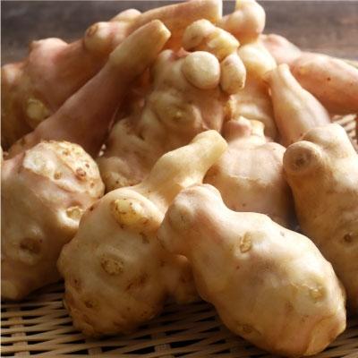 ふるさと納税 釧路市 生菊芋 F4F-3261 |  | 01