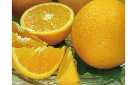 
                   バレンシアオレンジ[約7kg]湯浅町田村産 春みかん 春かんきつ (無選別・果実サイズ混合) ※2026年6月中旬～2026年7月下旬頃に順次発送 / バレンシア オレンジ オレンジ 蜜柑 みかん 柑橘 果物 フルーツ 【kmtb490B】
                