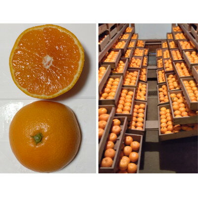 【ふるさと納税】隠れ名産地　蔵出し熟成和泉みかん(中玉・大玉サイズミックス)10kg【1498690】