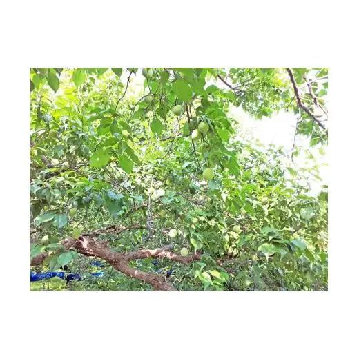 N065　紀州完熟南高梅　あっさり白龍