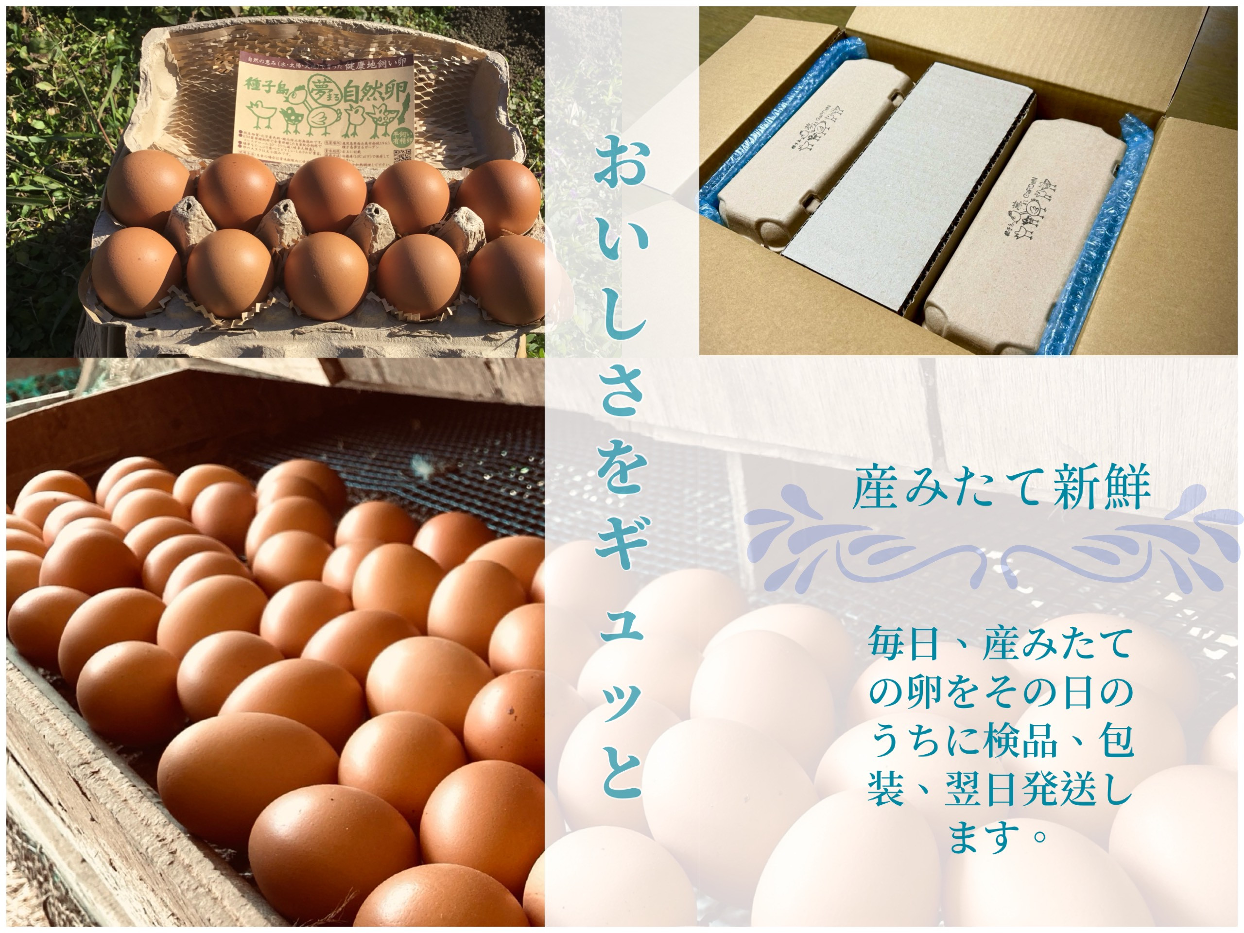 鶏舎の壁は、四方すべてが、金網仕様になっています。温かい日差しや、新鮮な空気がさえぎられることなく、鶏舎の中に流れ込みます。