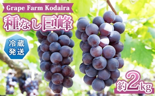 先行受付2026年発送【Grape Farm Kodaira】種なし巨峰　約2kg（4～6房）※2026年9月上旬以降発送予定