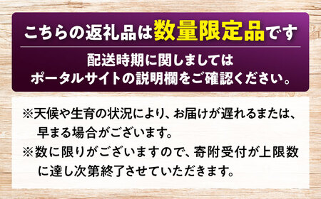 【先行予約】【9月上旬から9月下旬に順次発送】 ぶどう ベリーA 2kg（4から6房）赤秀 ぶどう 葡萄 フルーツ 果物 くだもの ぶどう 三次市/芝床農園[APCK005]