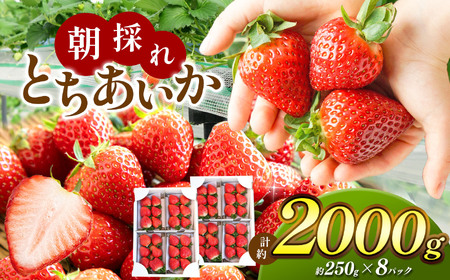 【先行予約】甘く熟した完熟いちご！朝採れとちあいか たっぷり2,000g 真岡市 栃木県 送料無料