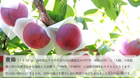 5-17  【令和6年7月下旬より8月上旬発送予定】すもも「貴陽」約1.8kg