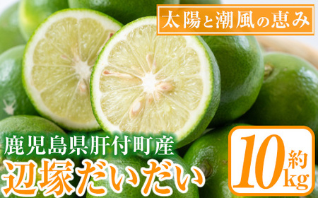 【A20008】先行受付！2025年9月中旬以降発送！辺塚だいだい 青果 (10kg) 鹿児島 国産 橙 だいだい 柑橘 かんきつ 果物 フルーツ 贈答 ギフト【NPO法人 陸の宝島・岸良】