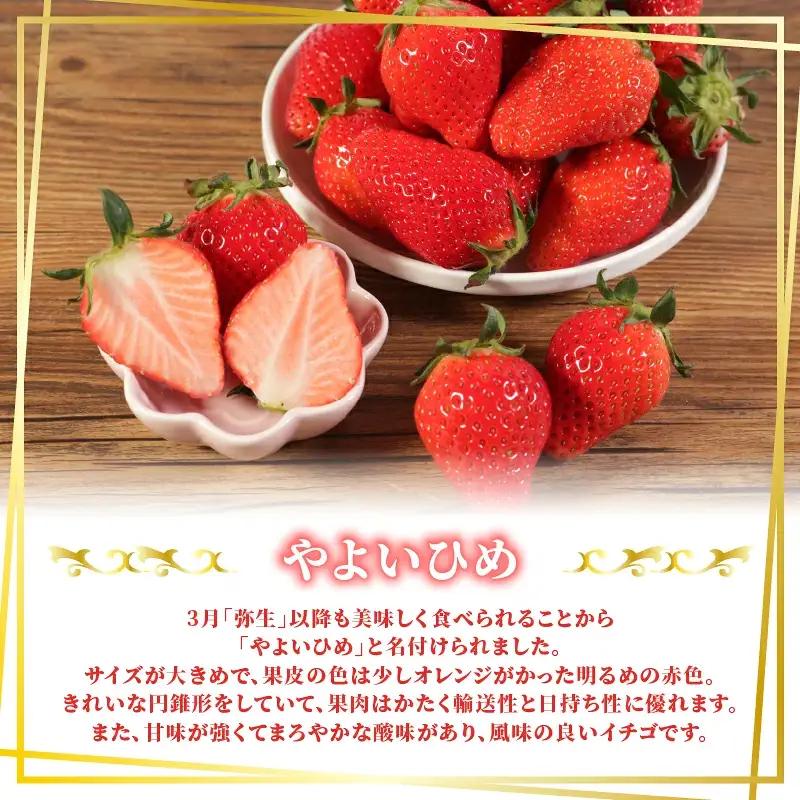 いちご やよいひめ 計3kg 【いちご】