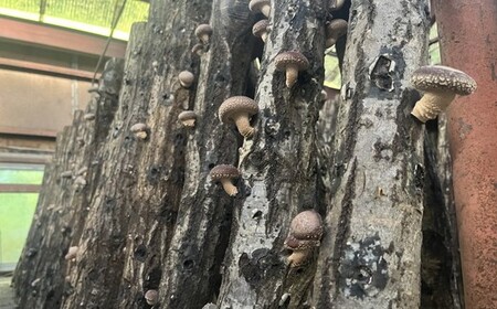 希少な原木栽培 肉厚 ふじのしいたけ 1kg ※2025年12月上旬～2026年4月上旬頃までに順次発送予定