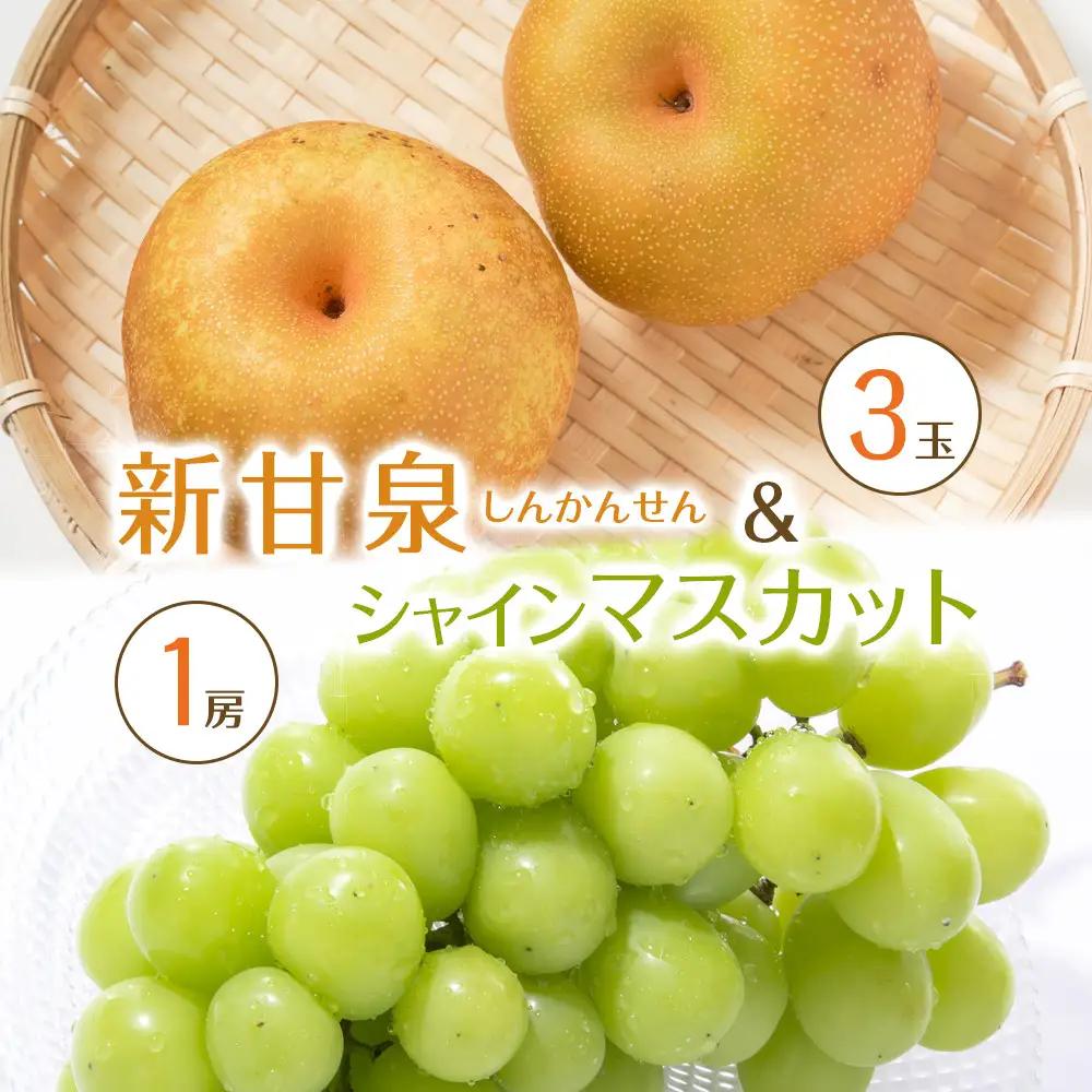 【先行予約】新甘泉3玉とシャインマスカット1房 ※8月下旬～9月中旬頃に順次発送予定 梨 シャインマスカット