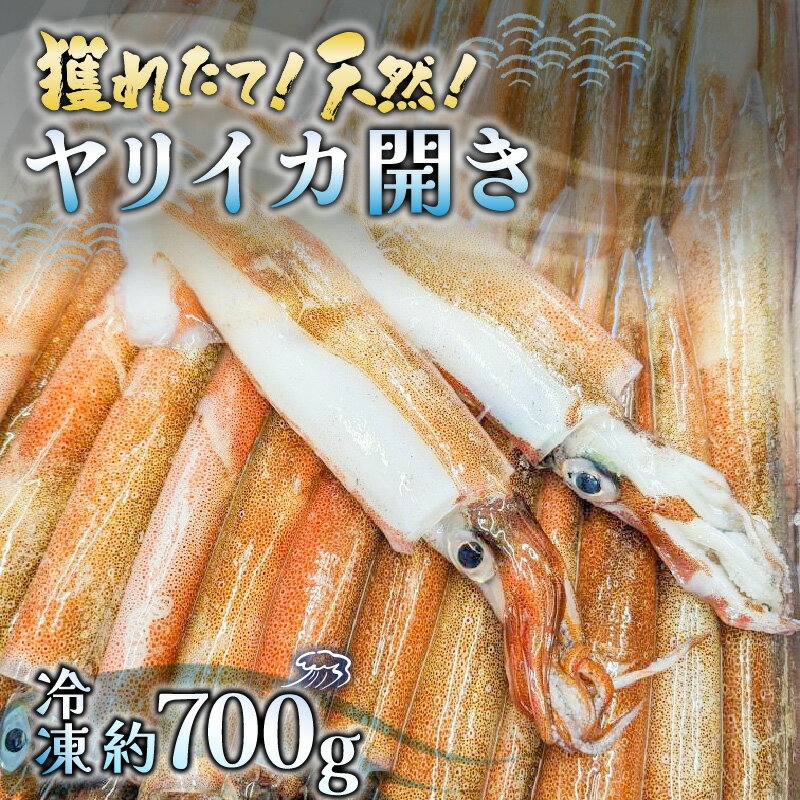 【ふるさと納税】獲れたて！天然！ヤリイカ 開き 約700g イカ いか ケンサキイカ 剣先イカ 海鮮 刺身 下処理済み 冷凍 一夜干し [m21-a008]