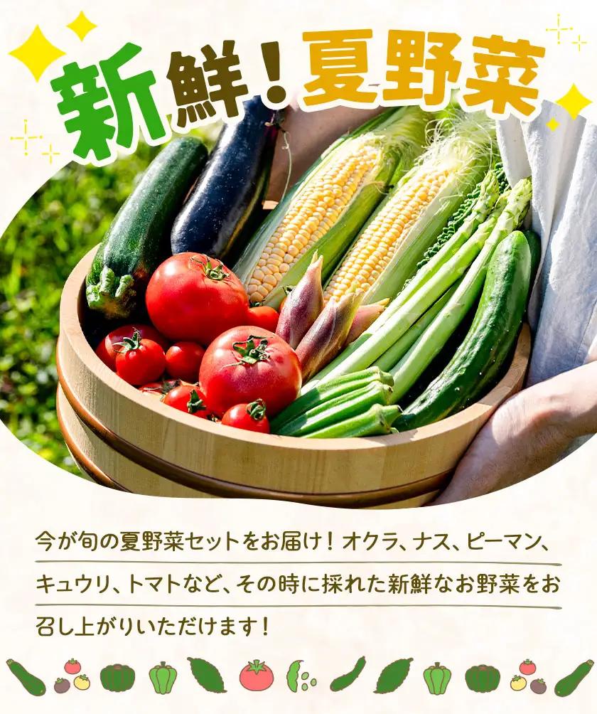 旬 の 夏野菜 セット 3～5種類  浦西自然農園 野菜